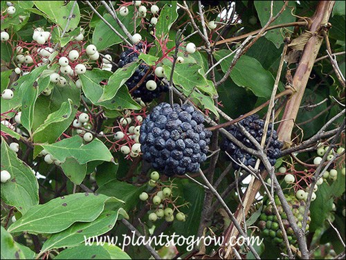 Carrion Flower (Smilax herbacea)
The globose ball of fruit is from the Smilax.  The white berries are Gary Twig Dogwood.